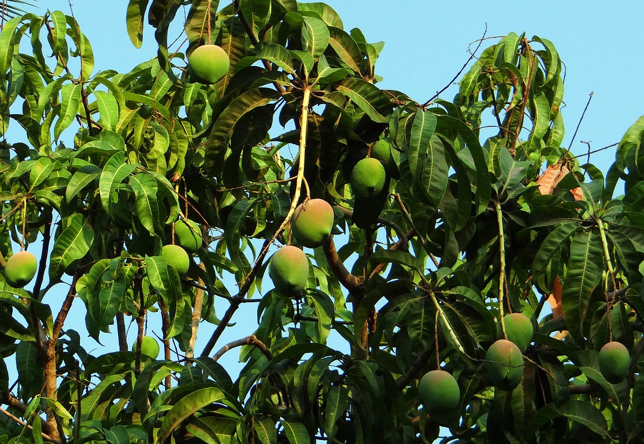 Mengenal Lebih Dalam Tentang Buah Mangga dan Bagian Lain dari Pohon Mangga