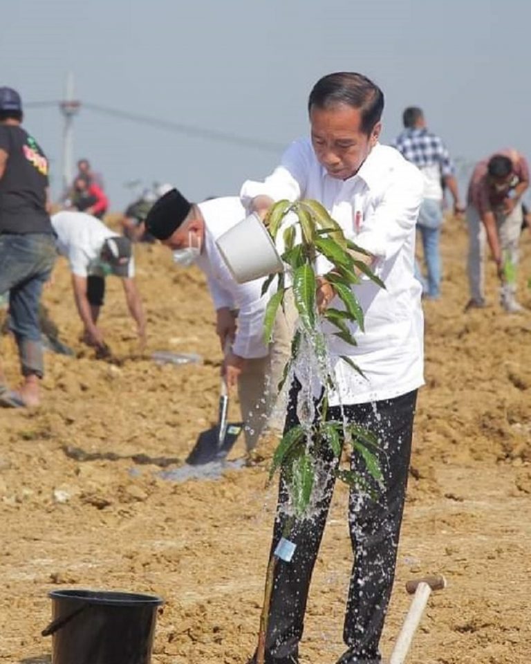 Apa Saja Persiapan Yang Dibutuhkan Untuk Menanam Pohon Mangga